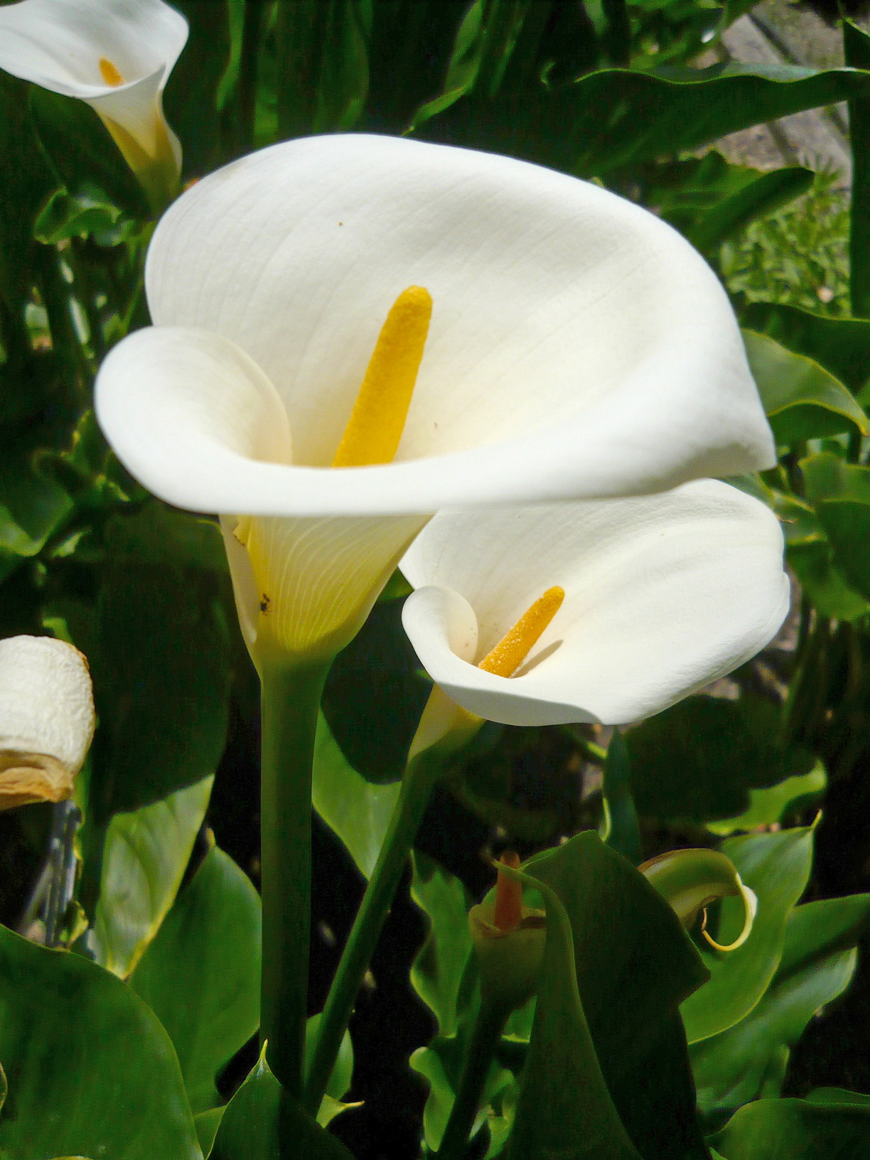 Lily of the Nile, Calla lily, Easter lily, Arum lily, Varkoor,pig's ear
